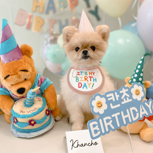 犬 誕生日 バースデイ スタイ ペット 猫 帽子 ハッピーバー わんこ お祝い 写真 撮影